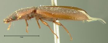 Media type: image;   Entomology 110 Aspect: habitus lateral view